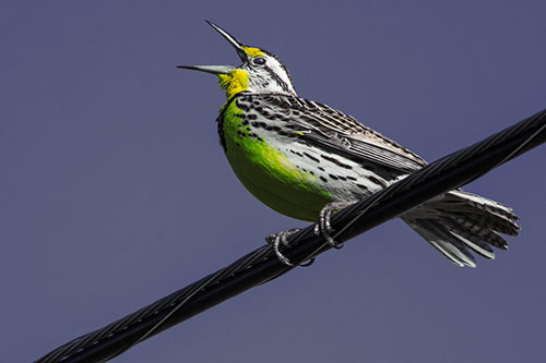 Singing Western Meadowlark Perched Atop Powerline Wire (Yellow Tint Photo)
