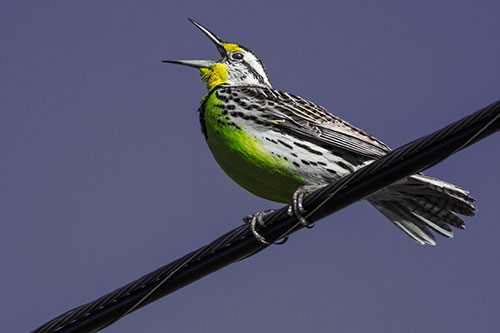 Singing Western Meadowlark Perched Atop Powerline Wire (Yellow Tint)