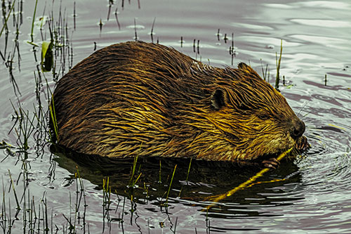 Sitting Beaver Nibbles Branch Along Shallow Rivershore (Yellow Tint)