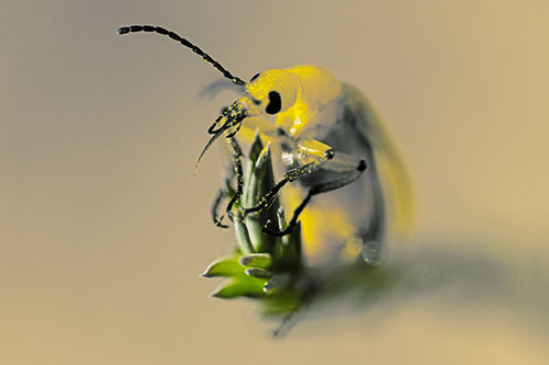 Sitting Blister Beetle Riding Plant Top (Yellow Tint)