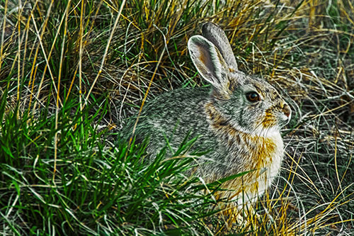 Sitting Bunny Rabbit Enjoying Sunrise Among Grass (Yellow Tint Photo)
