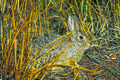 Sitting Bunny Rabbit Enjoying Sunshine Among Sticks (Yellow Tint)