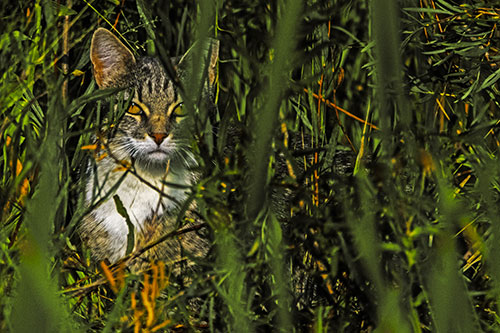 Sitting Cat Gazes Through Reed Grass (Yellow Tint)