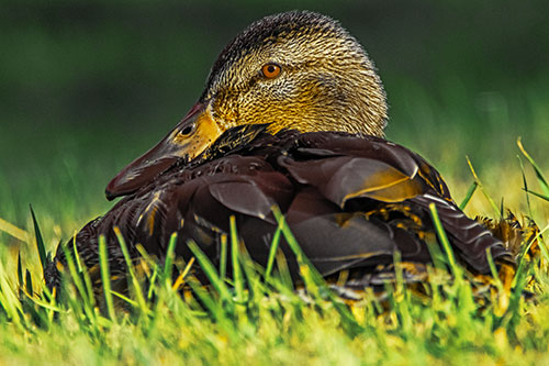 Sitting Mallard Duck Resting Among Grass (Yellow Tint Photo)