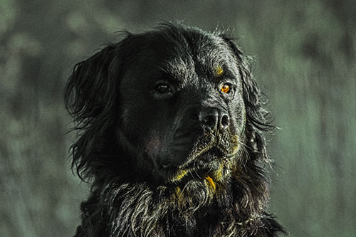 Sitting Rottweiler Dog Poses Among Sunrise (Yellow Tint)