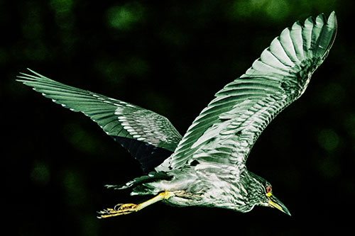Skittish Black Crowned Night Heron Flying Towards Seclusion (Yellow Tint)