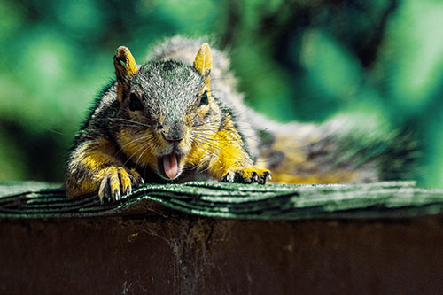 Sleepy Squirrel Yawning Among Rooftop (Yellow Tint)