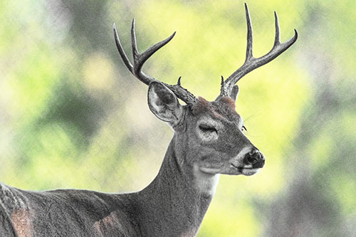 Sleepy White Tailed Deer Dreaming Among Trees (Yellow Tint)