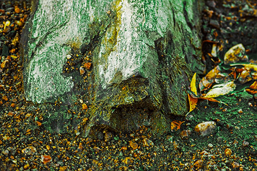 Slime Covered Rock Face Resting Along Shoreline (Yellow Tint Photo)