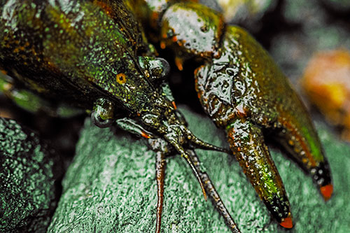 Slimy Crayfish Rests Claw Beside Head (Yellow Tint)