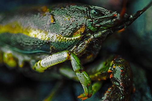 Slimy Wet Bulging Eyed Crayfish (Yellow Tint Photo)
