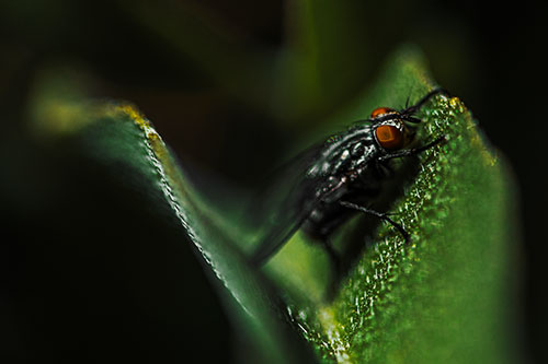 Sloping Cluster Fly Hangs Onto Leaf Petal (Yellow Tint)