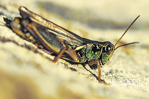 Sloping Grasshopper Enjoying Sunshine Among Tree Stump (Yellow Tint Photo)