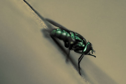 Sloping Perched Cluster Fly Cleaning Itself (Yellow Tint)
