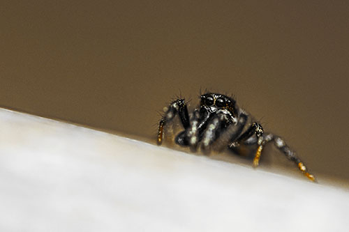 Sloping Perched Jumping Spider Watches Closely (Yellow Tint)