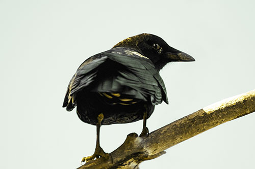 Sly Eyed Crow Glances Backward Among Tree Branch (Yellow Tint)