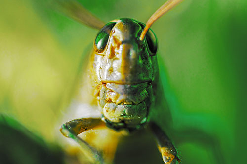 Smiling Grasshopper Enjoying Sunshine (Yellow Tint Photo)