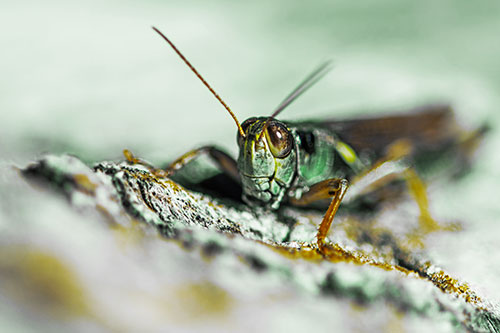 Smiling Grasshopper Grabbing Ahold Tree Stump (Yellow Tint Photo)