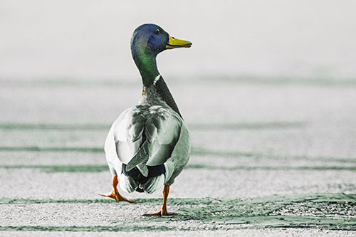 Smiling Mallard Duck Walking Down Sidewalk (Yellow Tint Photo)