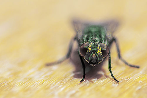 Smirking Open Mouthed Cluster Fly Watching Closely (Yellow Tint)