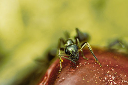 Snarling Carpenter Ant Guarding Sugary Treat (Yellow Tint Photo)