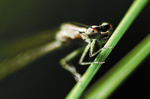 Snarling Damselfly Hangs Onto Grass Blade (Yellow Tint)