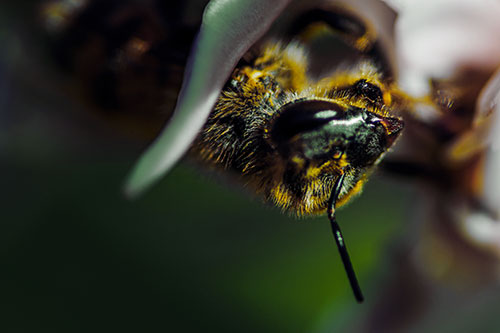 Snarling Honey Bee Clinging Flower Petal (Yellow Tint Photo)