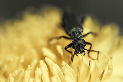 Snarling Oedemera Beetle Eating Dandelion Pollen (Yellow Tint)