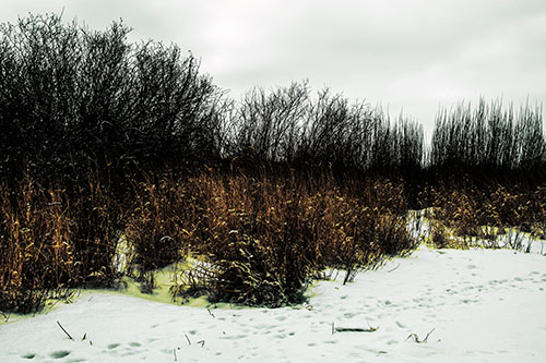 Snow Covered Tall Grass Surrounding Trees (Yellow Tint Photo)