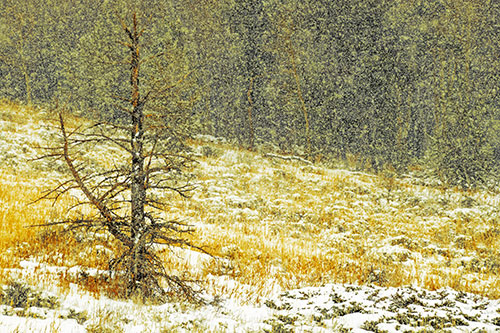Snow Covers Dead Christmas Tree (Yellow Tint Photo)
