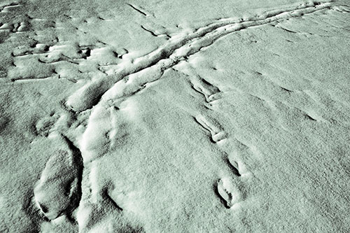 Snow Drifts Cover Footprint Trails (Yellow Tint Photo)