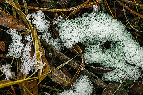 Snow Face Rests Atop Frost Covered Leaves (Yellow Tint)
