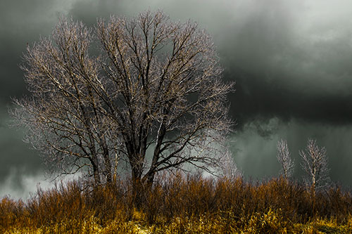 Snowstorm Clouds Beyond Dead Leafless Trees (Yellow Tint Photo)