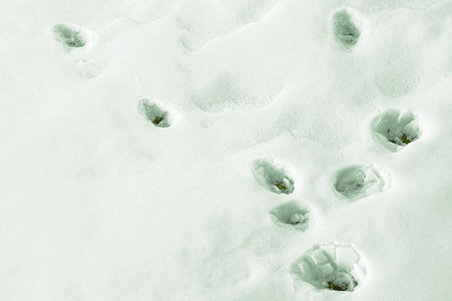 Snowy Animal Footprints Changing Direction (Yellow Tint Photo)