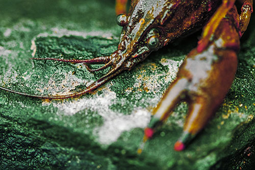 Soaked Crayfish Among Wet Shore Rock (Yellow Tint Photo)