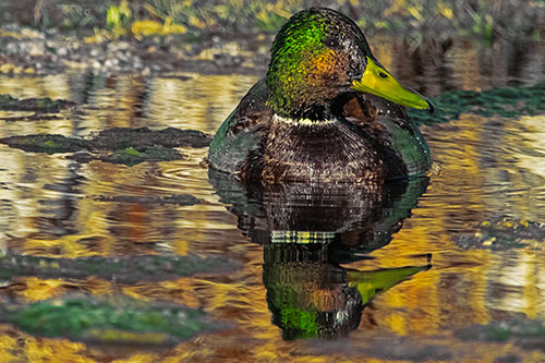 Soaked Mallard Duck Casts Pond Water Reflection (Yellow Tint Photo)