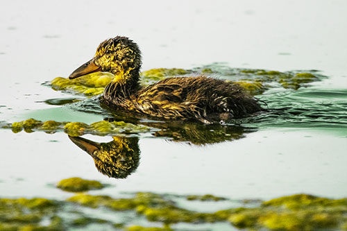 Soaked Mallard Duckling Swimming Past Algae (Yellow Tint)