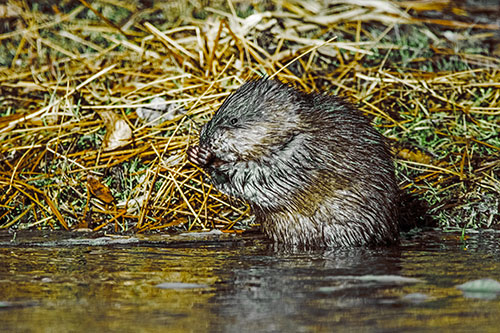 Soaked Muskrat Nibbles Grass Along River Shore (Yellow Tint Photo)