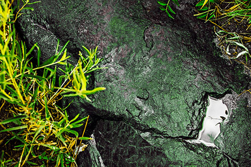 Soaked Puddle Mouthed Rock Face Among Plants (Yellow Tint Photo)