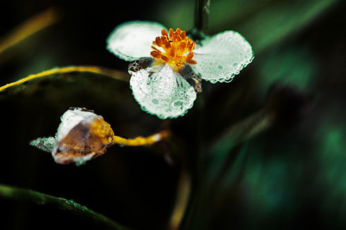Soaking Wet Frogbit Flower Dew (Yellow Tint Photo)