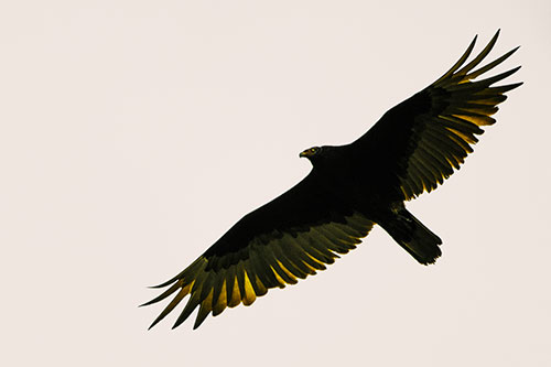 Soaring Turkey Vulture Flying Among Sky (Yellow Tint)