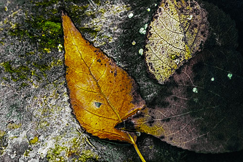 Soggy Cannibal Leaf Face Chewing Another Leaf (Yellow Tint)