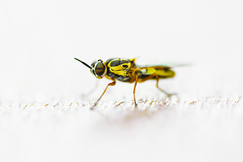 Soldier Fly Standing Still Among Light (Yellow Tint)