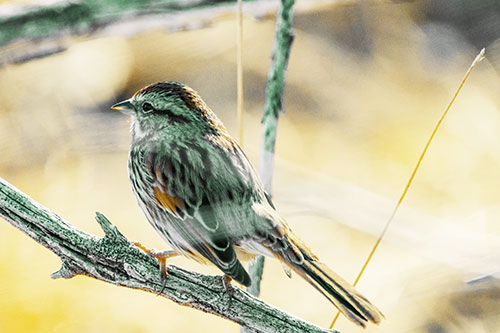 Song Sparrow Overlooking Water Pond (Yellow Tint Photo)