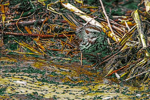Song Sparrow Peeking Around Sticks (Yellow Tint Photo)