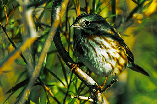 Song Sparrow Perched Along Curvy Tree Branch (Yellow Tint Photo)