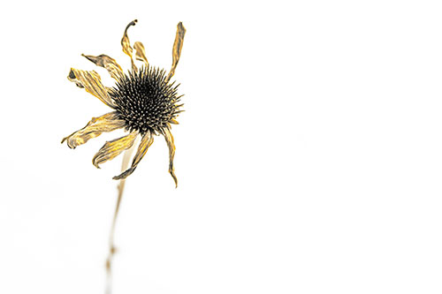 Spiky Dead Dried Up Coneflower (Yellow Tint Photo)