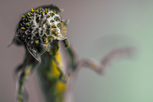 Spiky Headed Gumplant Figure Pointing The Way (Yellow Tint Photo)