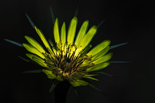 Spiky Salsify Flower Gathering Sunshine (Yellow Tint Photo)