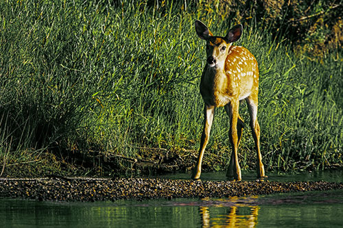 Spotted White Tailed Deer Standing Along River Shoreline (Yellow Tint)